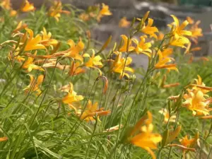 太陽に向かって花を咲かせるニッコウキスゲ = 2022年5月30日 金生熊野神社公園