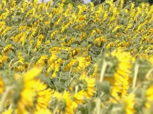 数百本のひまわり = 2022年8月2日 弁天