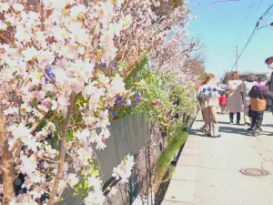 一足先に東北でお花見 快晴に恵まれ、上山市で「桜フェス」開催!