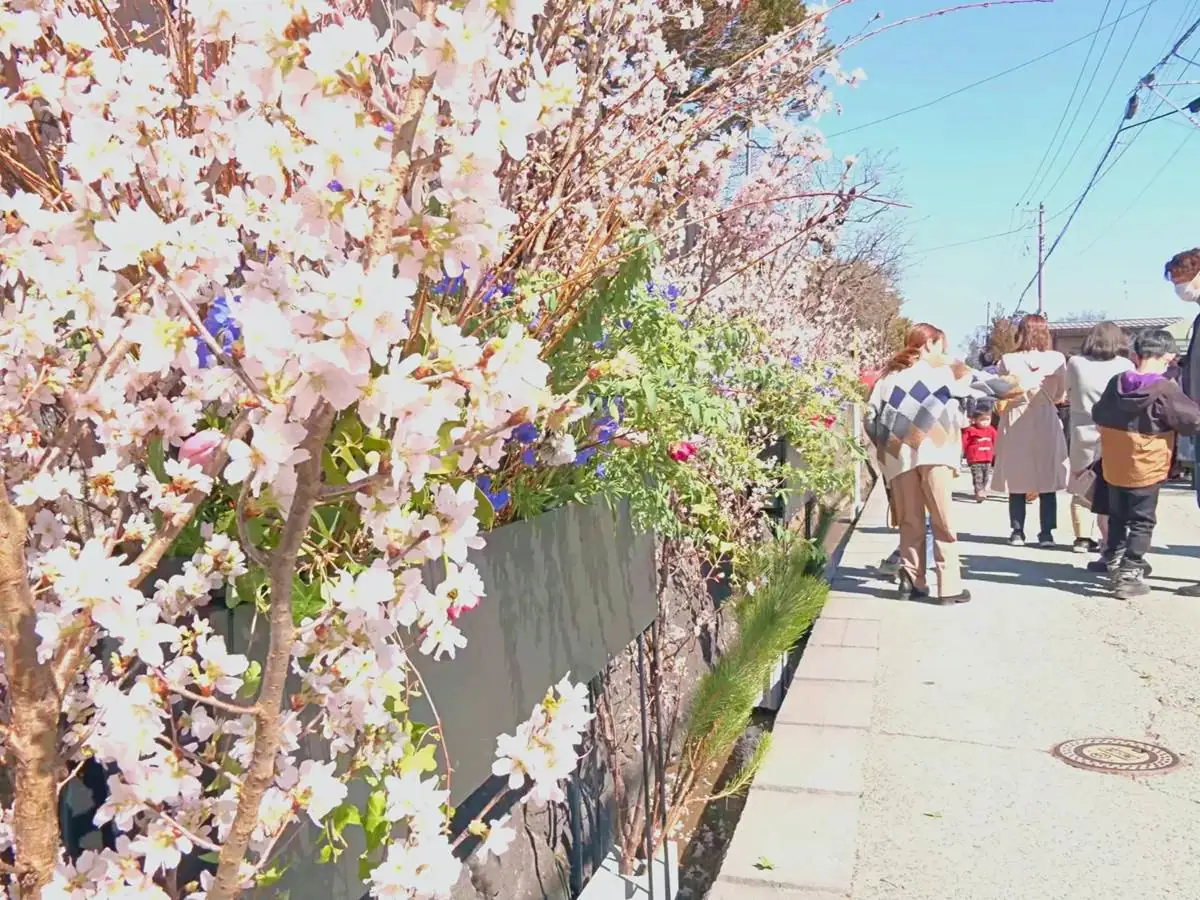 通りに並ぶ啓翁桜や花 = 2023年3月5日 武家屋敷通り