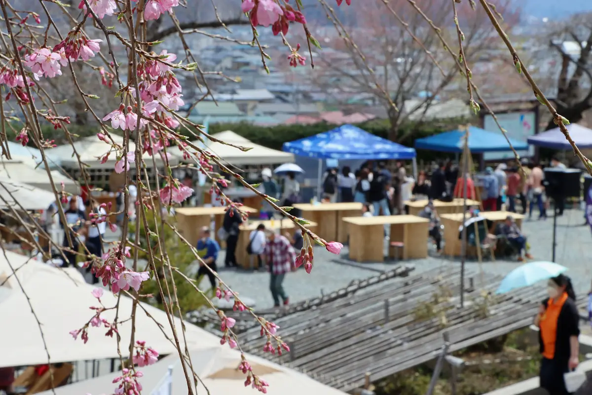 咲き始めのしだれ桜と出店者のタープテント = 2024年4月7日 上山城の足湯前
