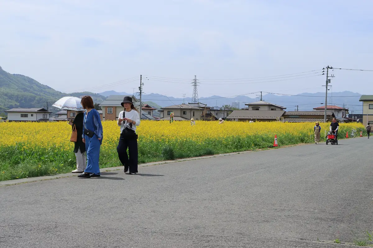 国道沿いの菜の花畑 = 2024年4月27日 ヴェンテンガルテン