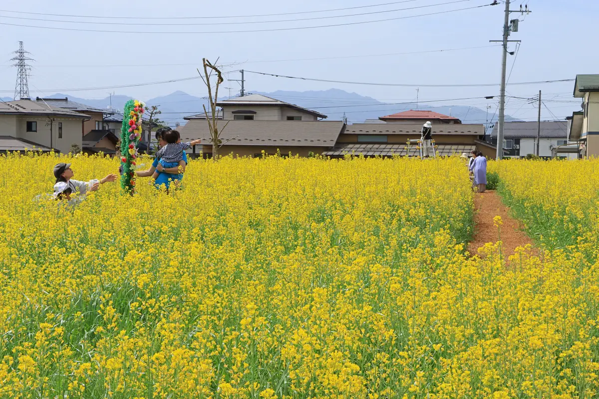 菜の花畑に訪れた観光客ら = 2024年4月27日 ヴェンテンガルテン