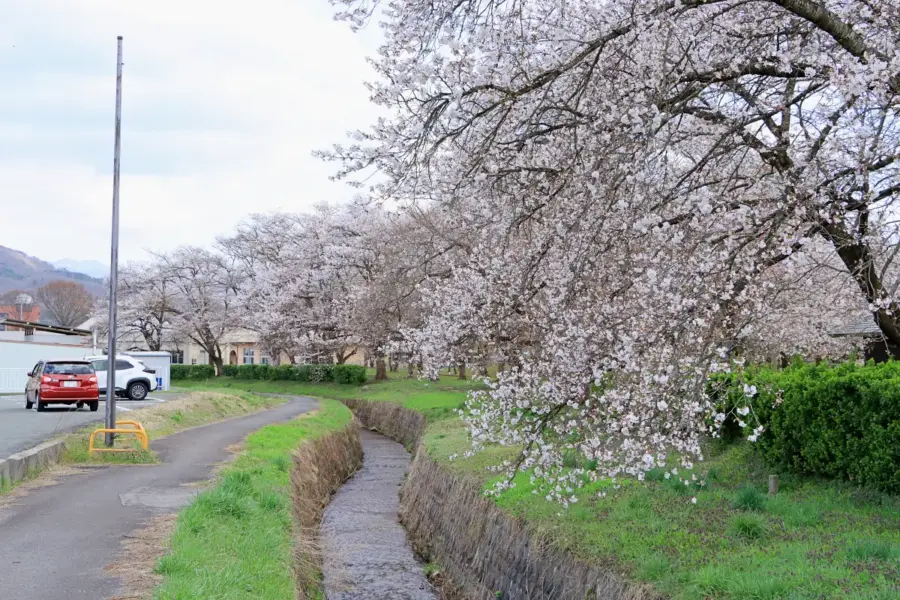 2024年4月12日 市民公園