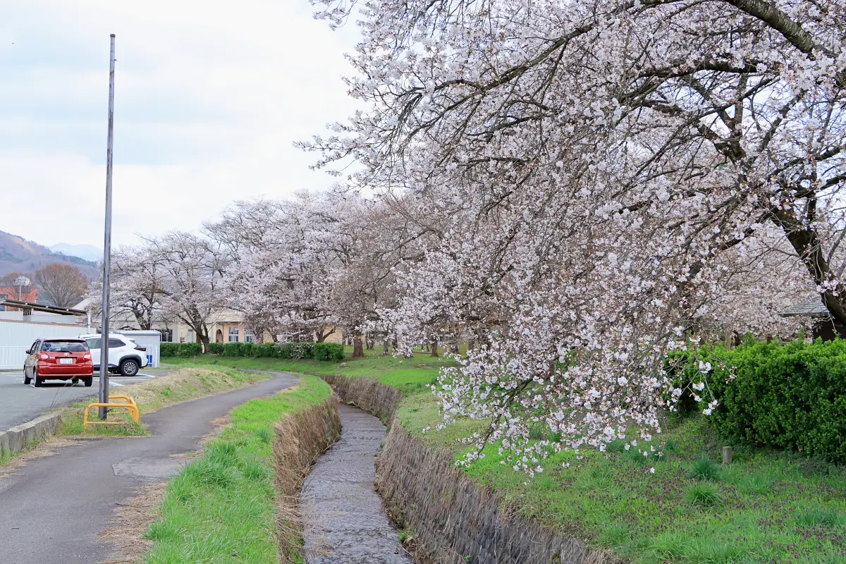 2024年4月12日 市民公園