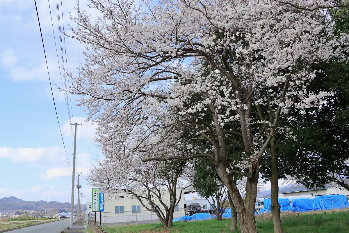 2024年4月12日 思川決闘の場