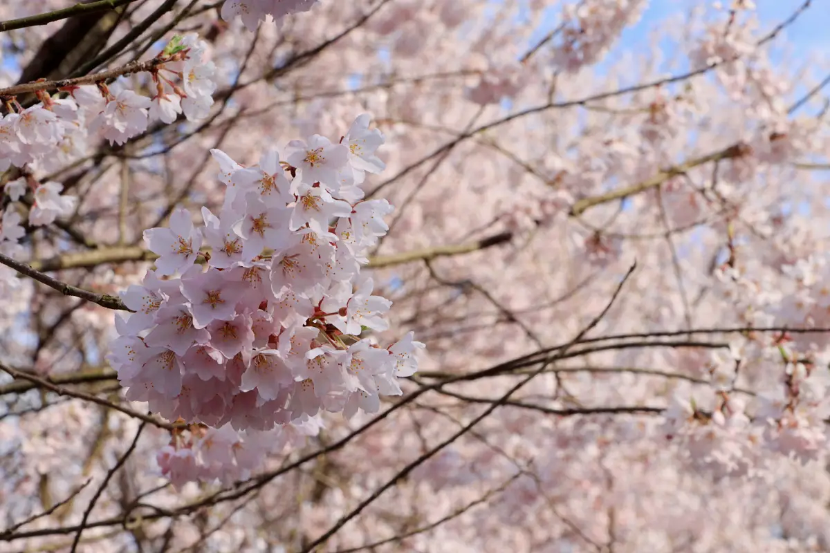 2024年4月12日 葉山温泉街