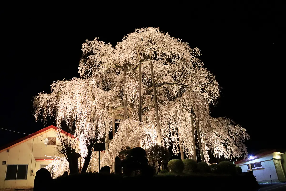 2024年4月12日 権現堂のしだれ桜