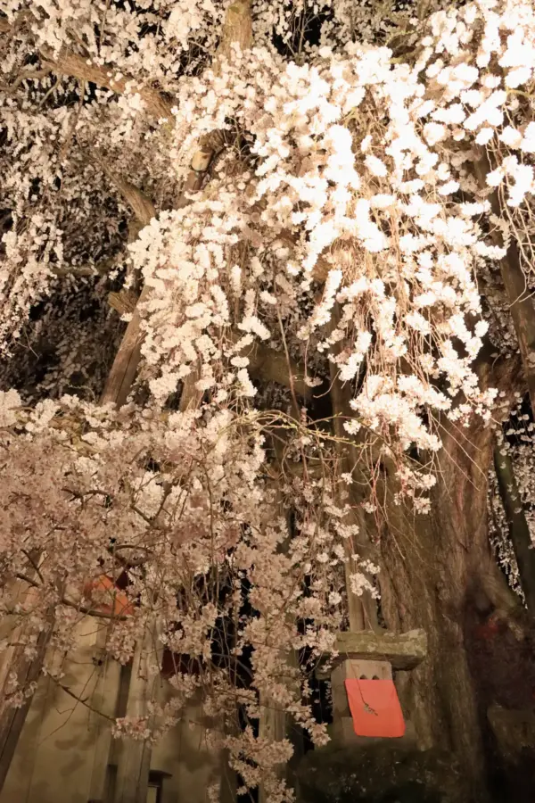 2024年4月12日 権現堂のしだれ桜