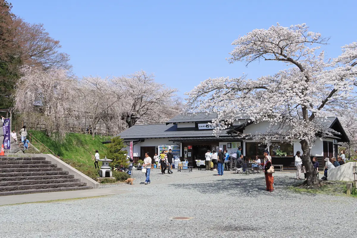 2024年4月13日 月岡公園(上山城)