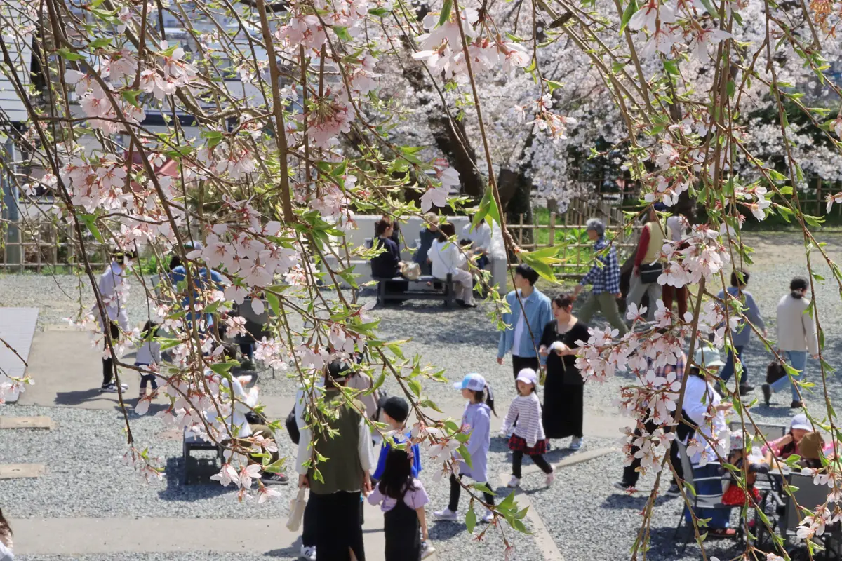 2024年4月13日 月岡公園(上山城)