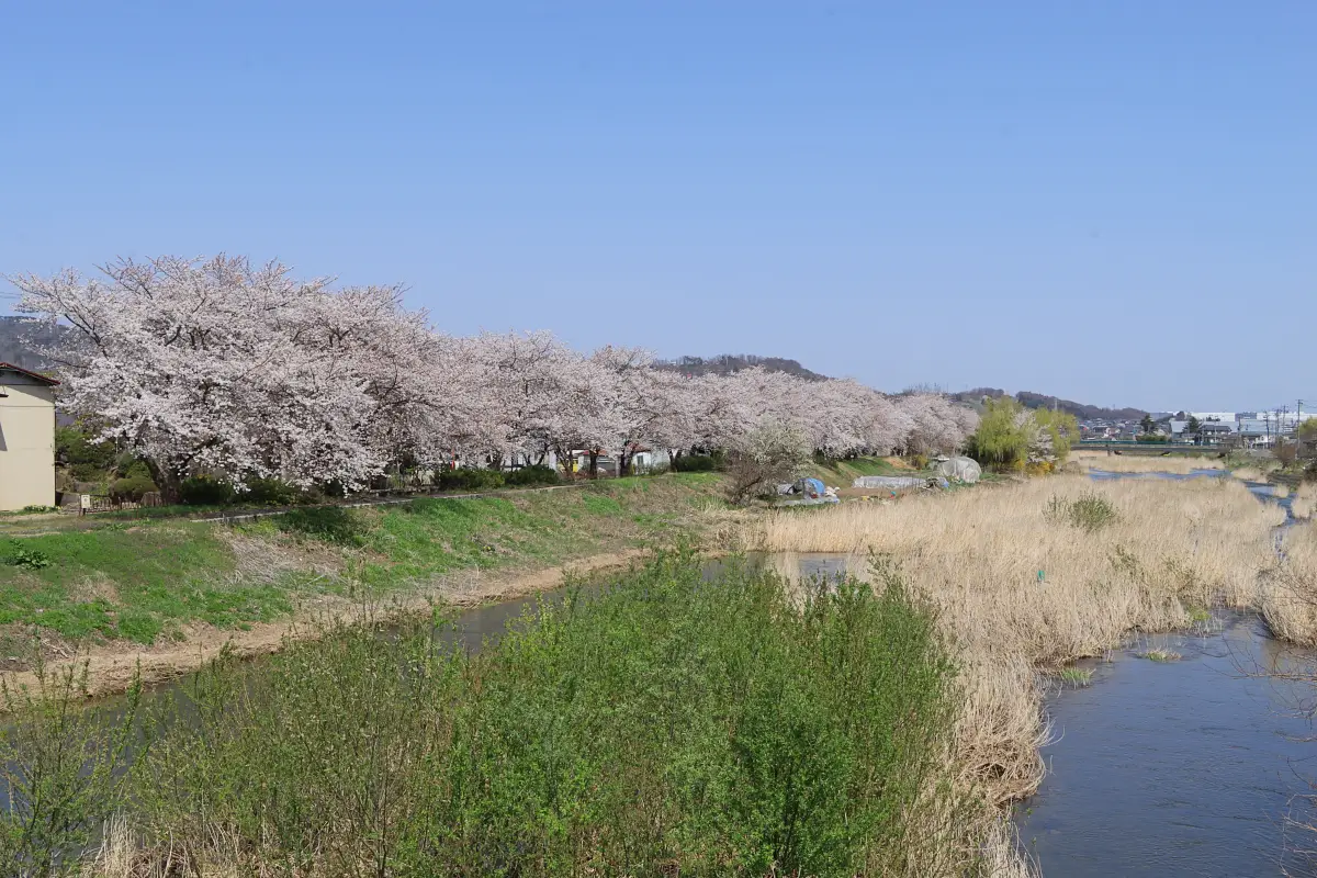 2024年4月13日 須川河岸堤プロムナード