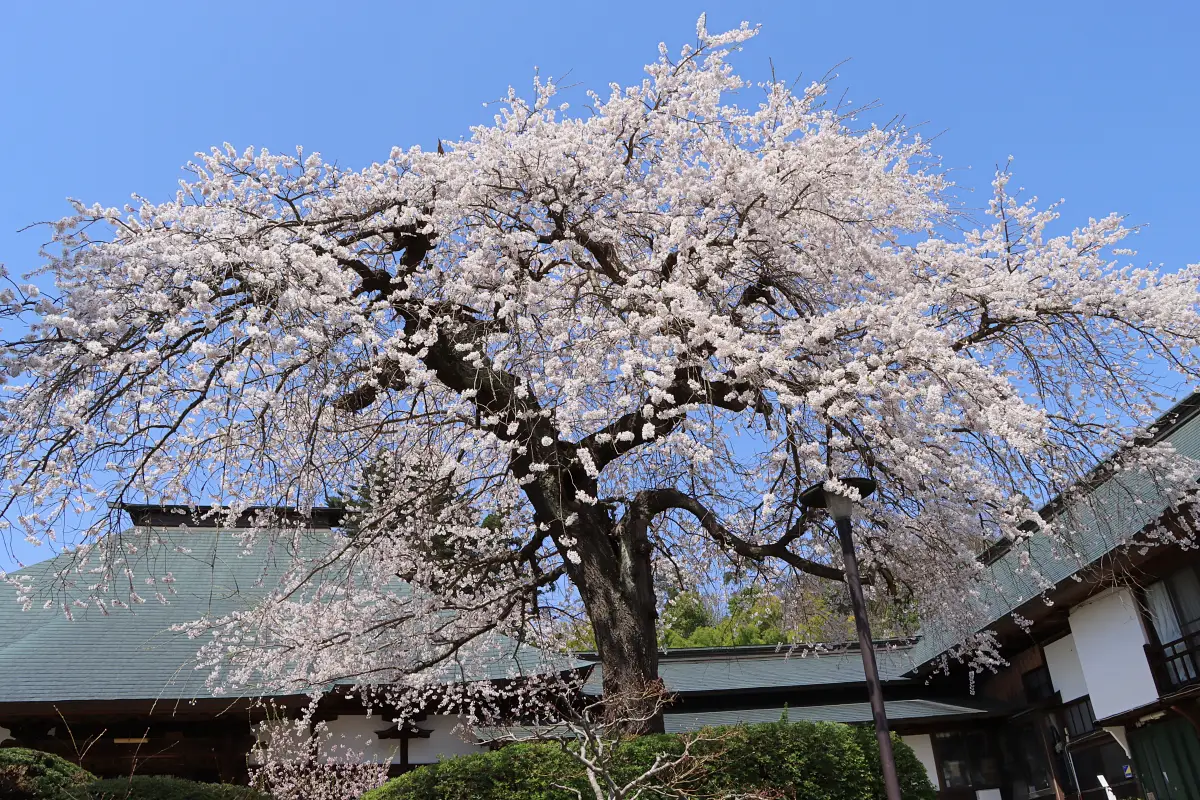 2024年4月13日 浄光寺