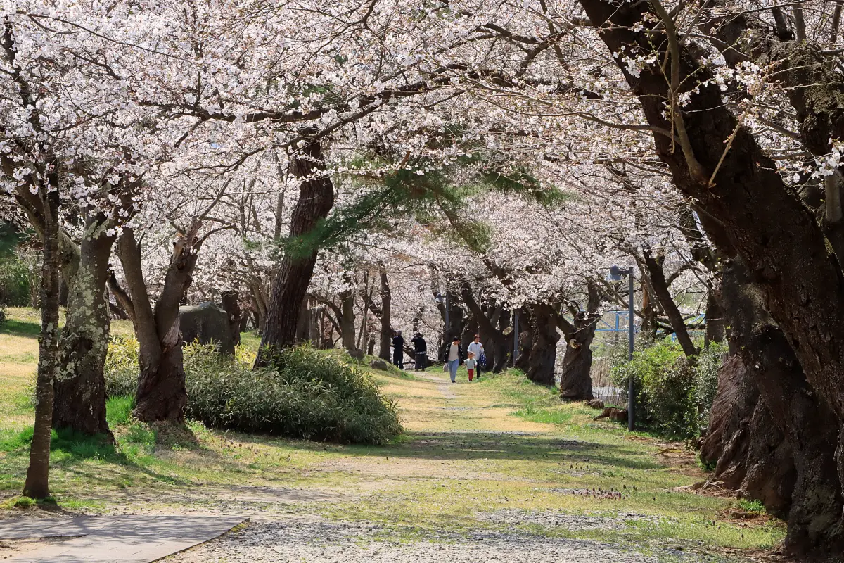 2024年4月13日 みゆき公園