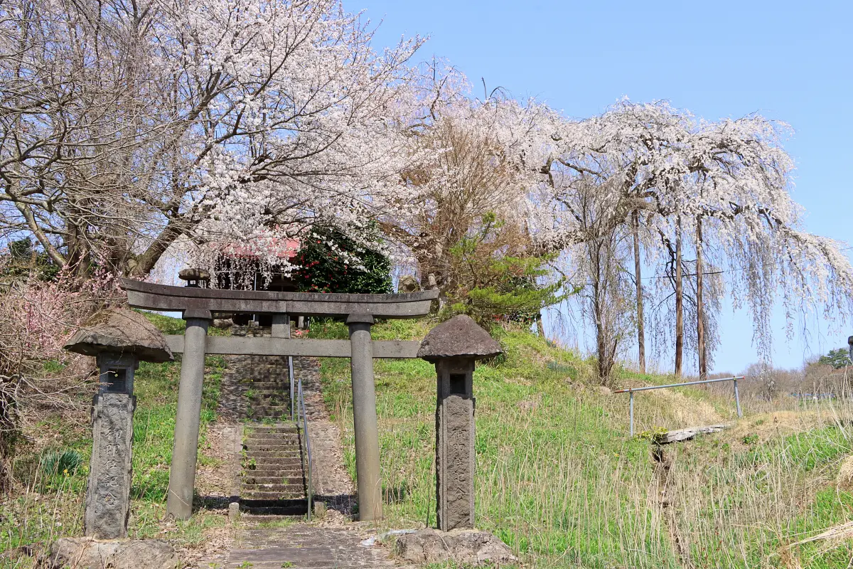 2024年4月13日 足の口観音堂のしだれ桜