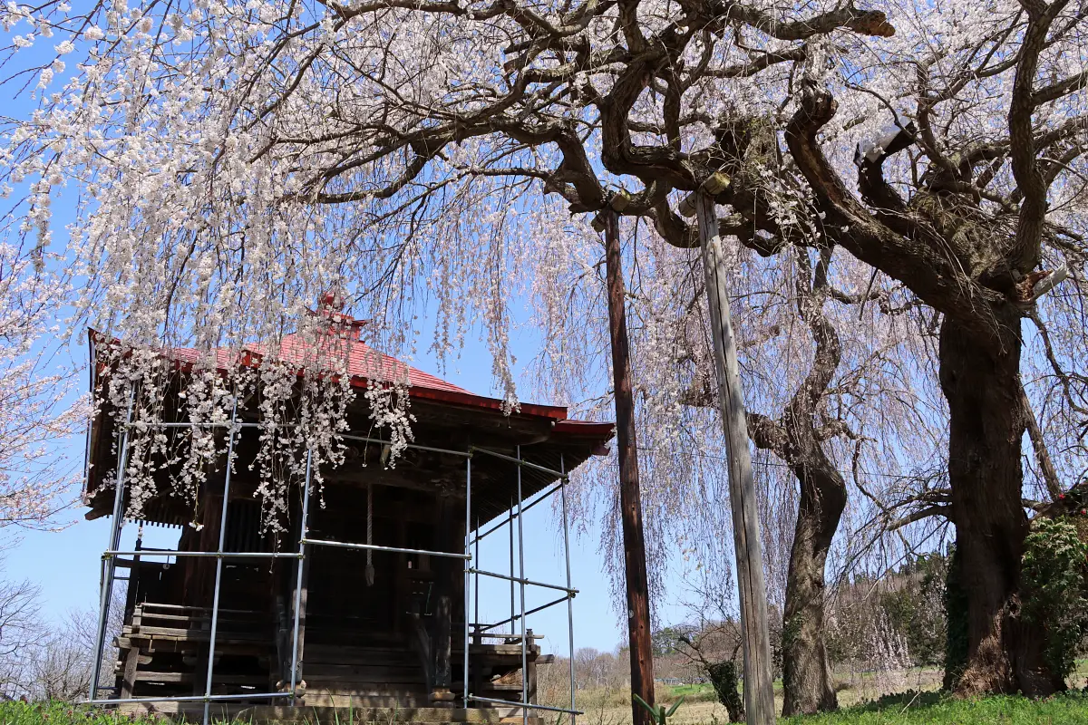 2024年4月13日 足の口観音堂のしだれ桜