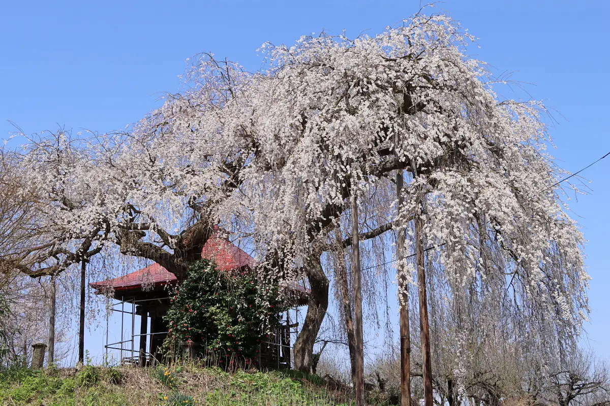 2024年4月13日 足の口観音堂のしだれ桜