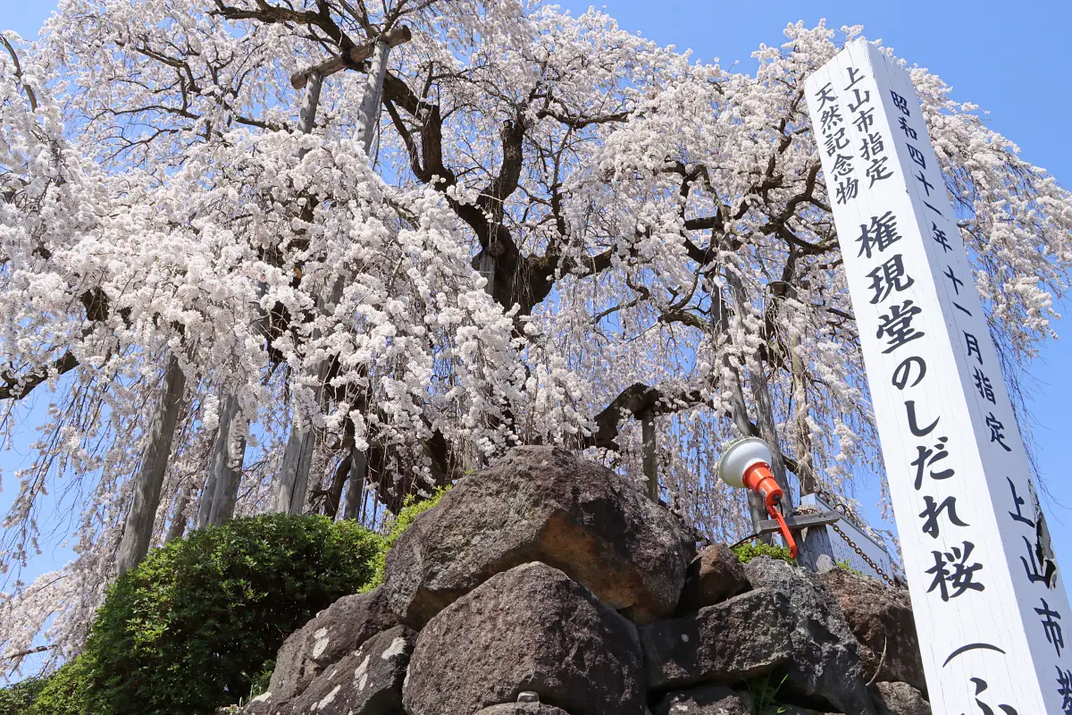 2024年4月13日 権現堂のしだれ桜