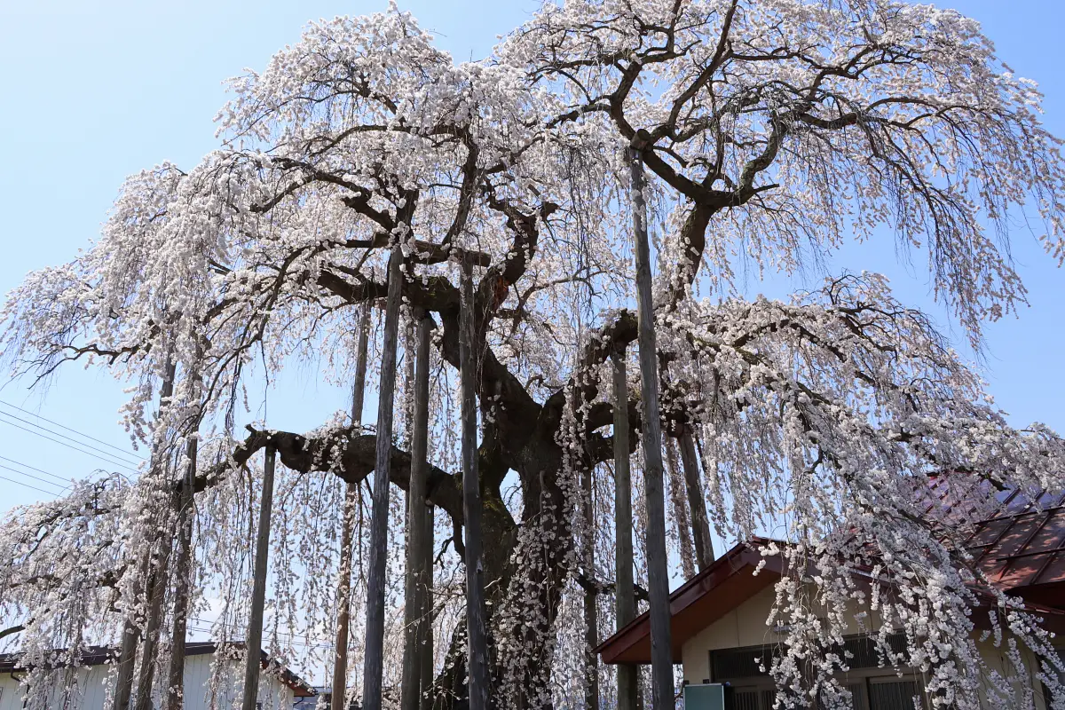 2024年4月13日 権現堂のしだれ桜