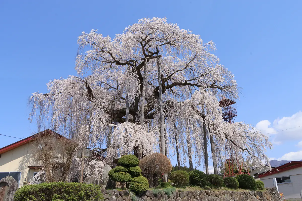 2024年4月13日 権現堂のしだれ桜