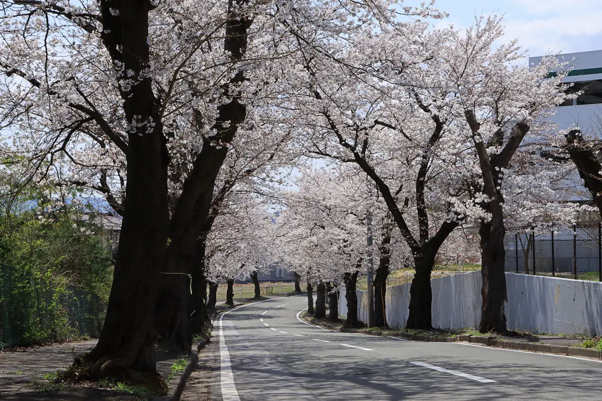 2024年4月13日 桜のトンネル