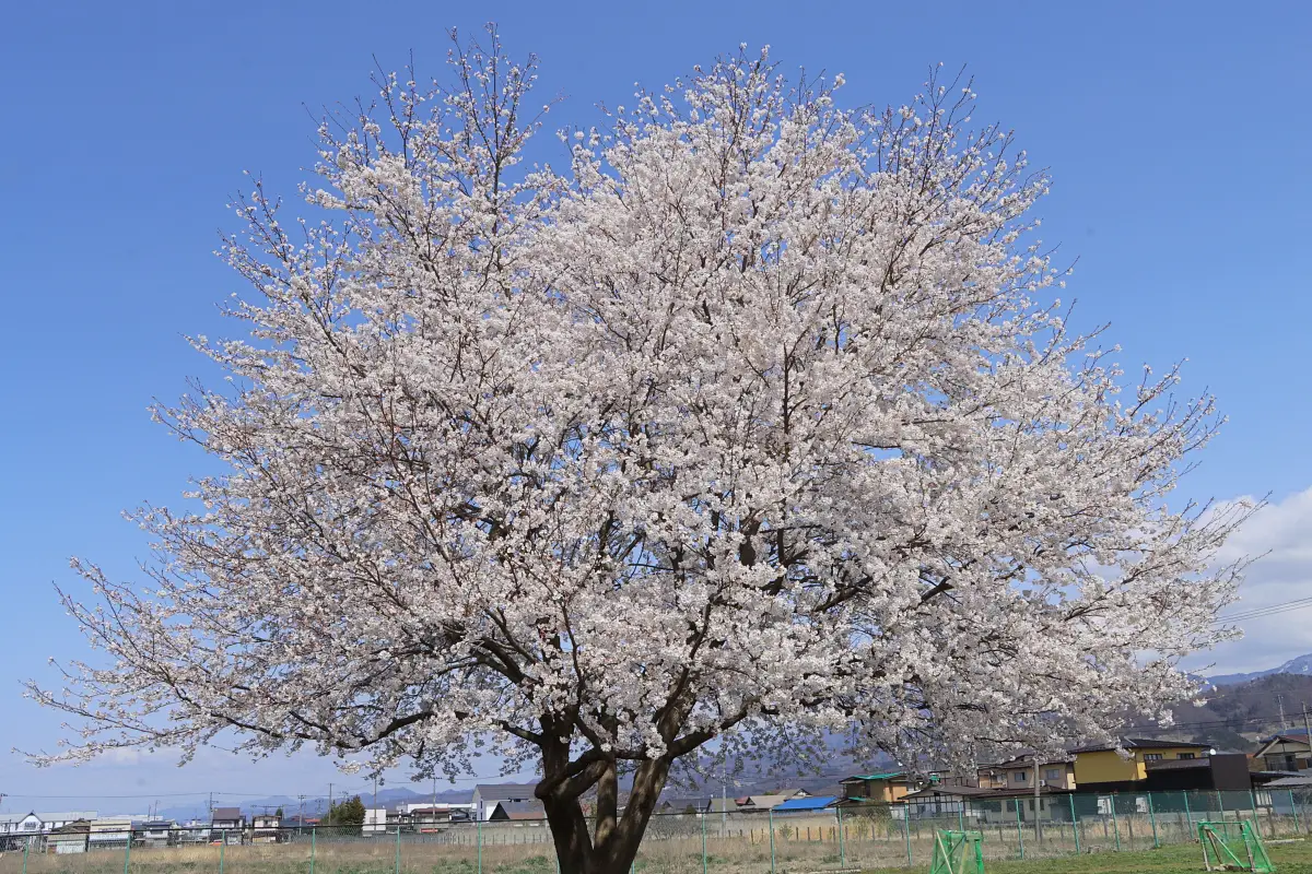 2024年4月13日 長清水公園