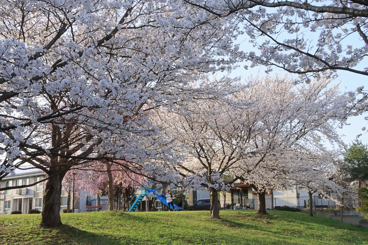 2024年4月13日 さくら公園