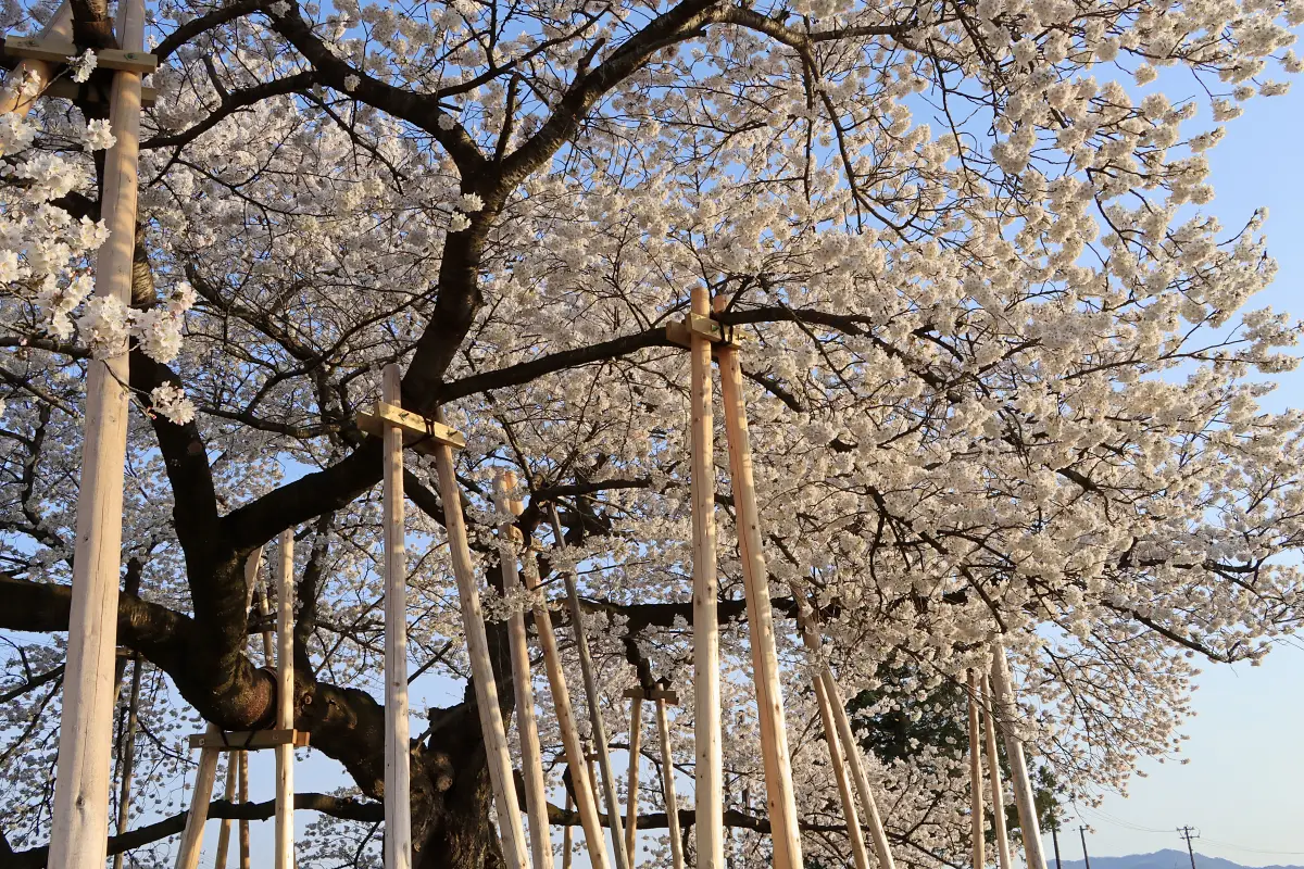 2024年4月13日 旭昇桜