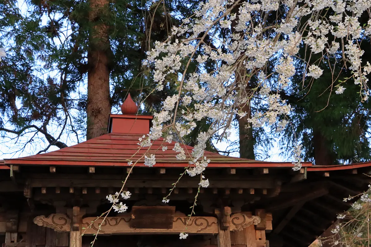 2024年4月13日 糸目観音堂のしだれ桜