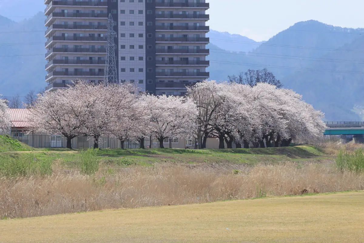 2024年4月13日 須川河岸堤プロムナード