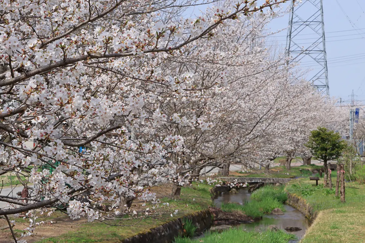 2024年4月14日 せせらぎ緑道