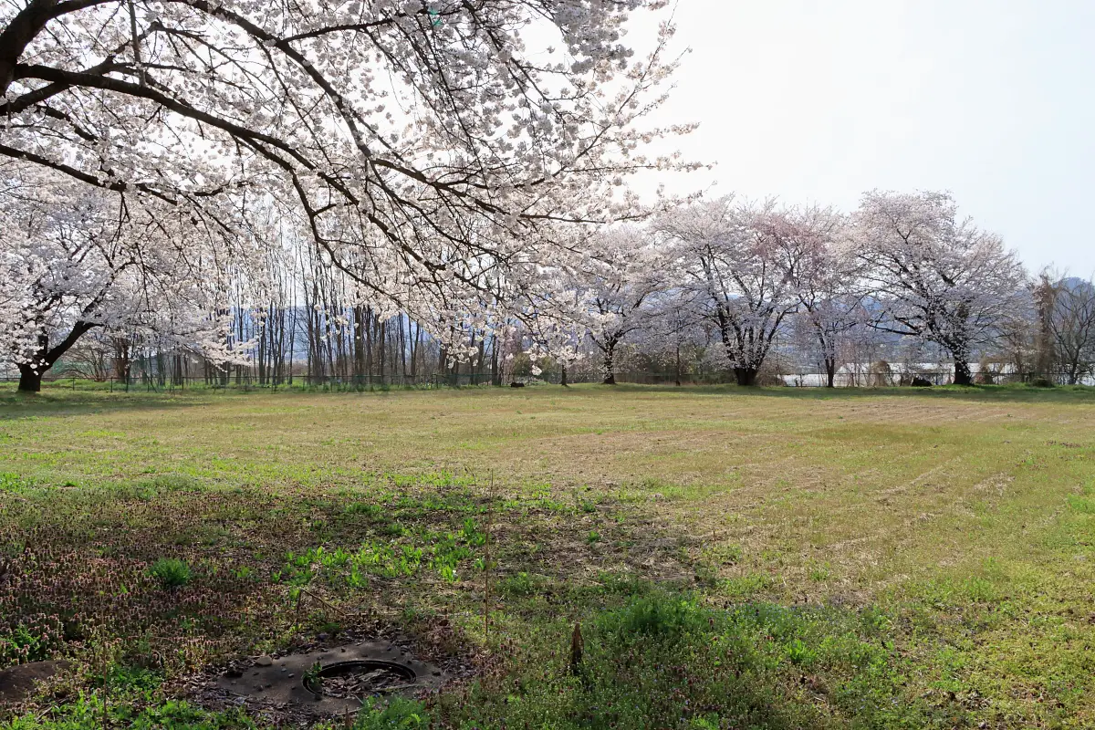 2024年4月14日 金谷ふれあい広場