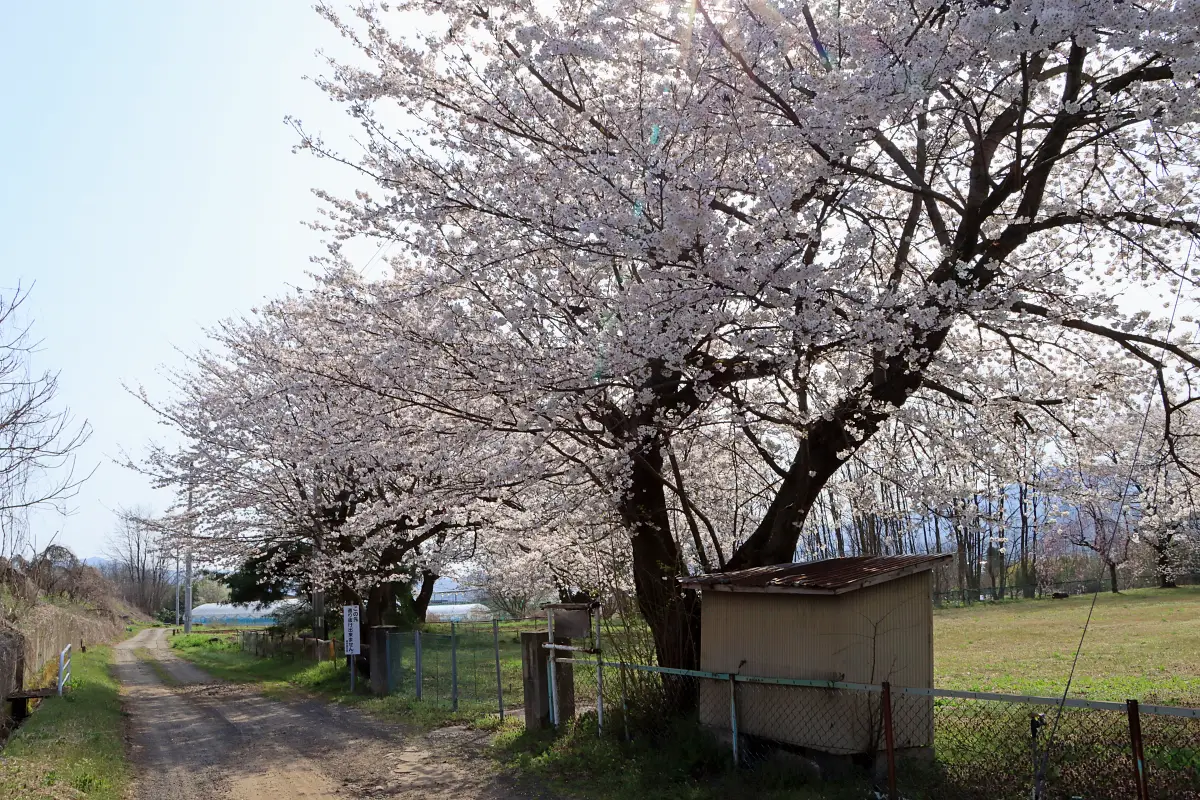 2024年4月14日 金谷ふれあい広場