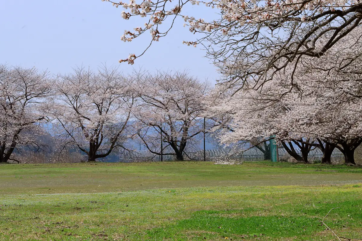 2024年4月14日 久保川運動広場