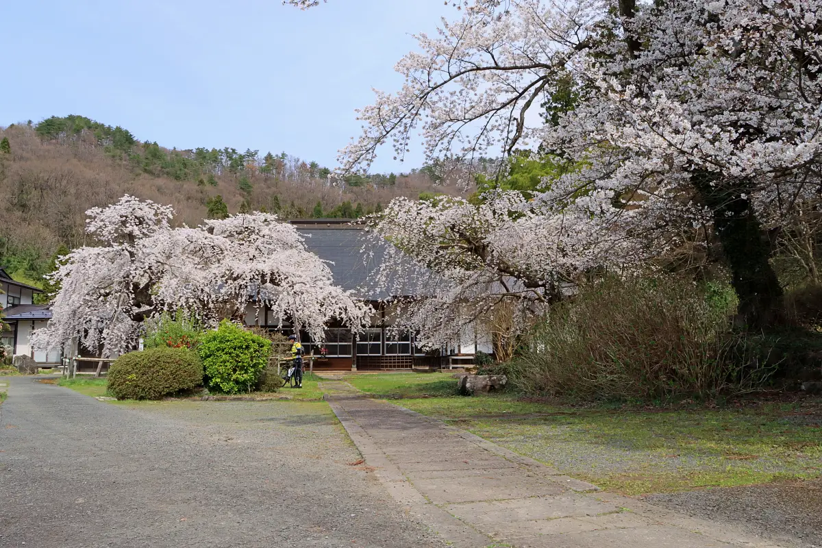 2024年4月14日 高仙寺のしだれ桜