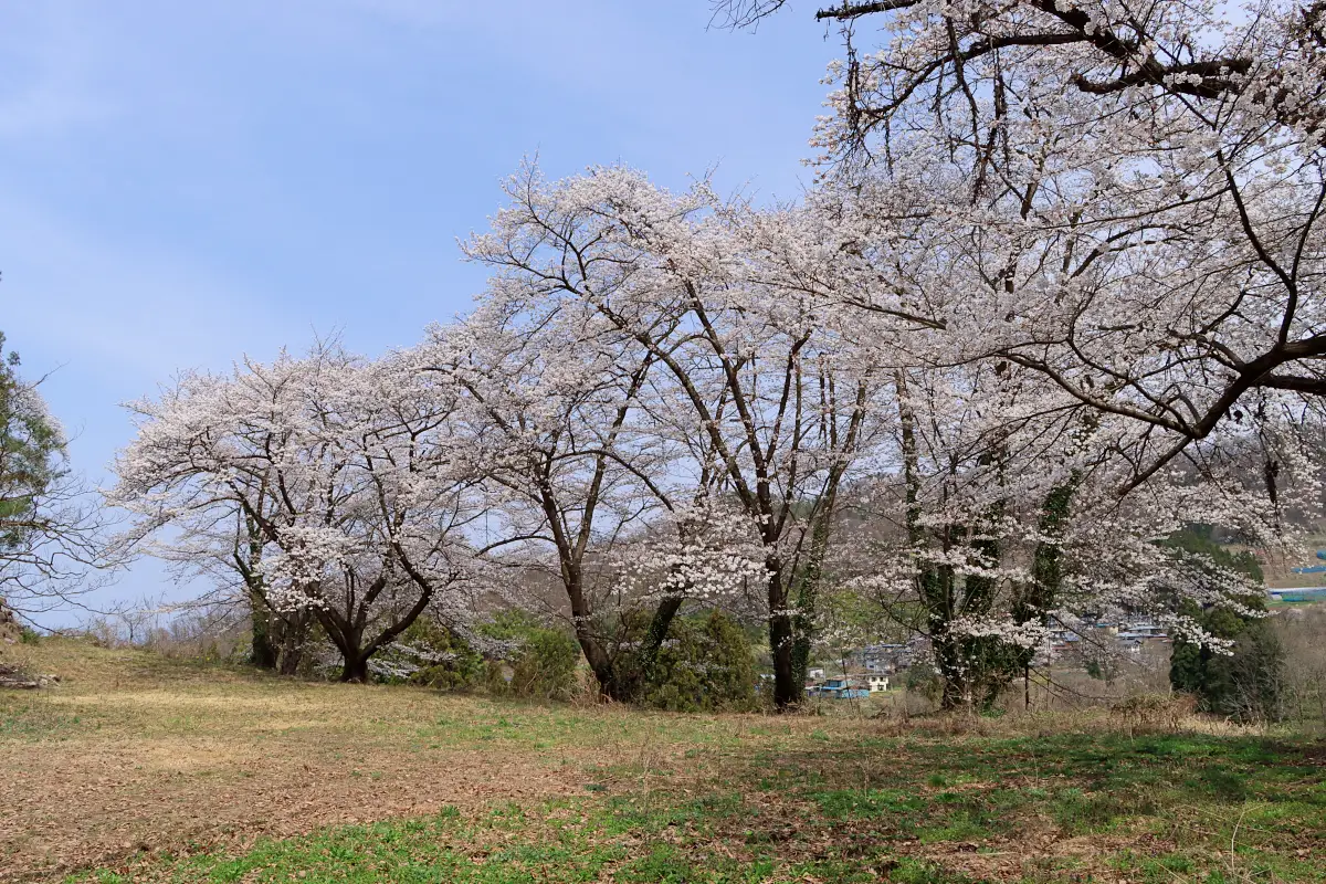 2024年4月14日 諏訪山児童遊園