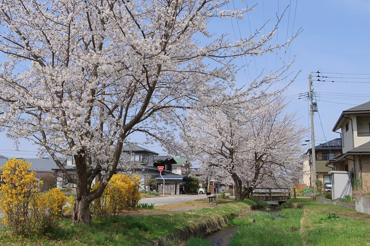 2024年4月14日 せせらぎ緑道