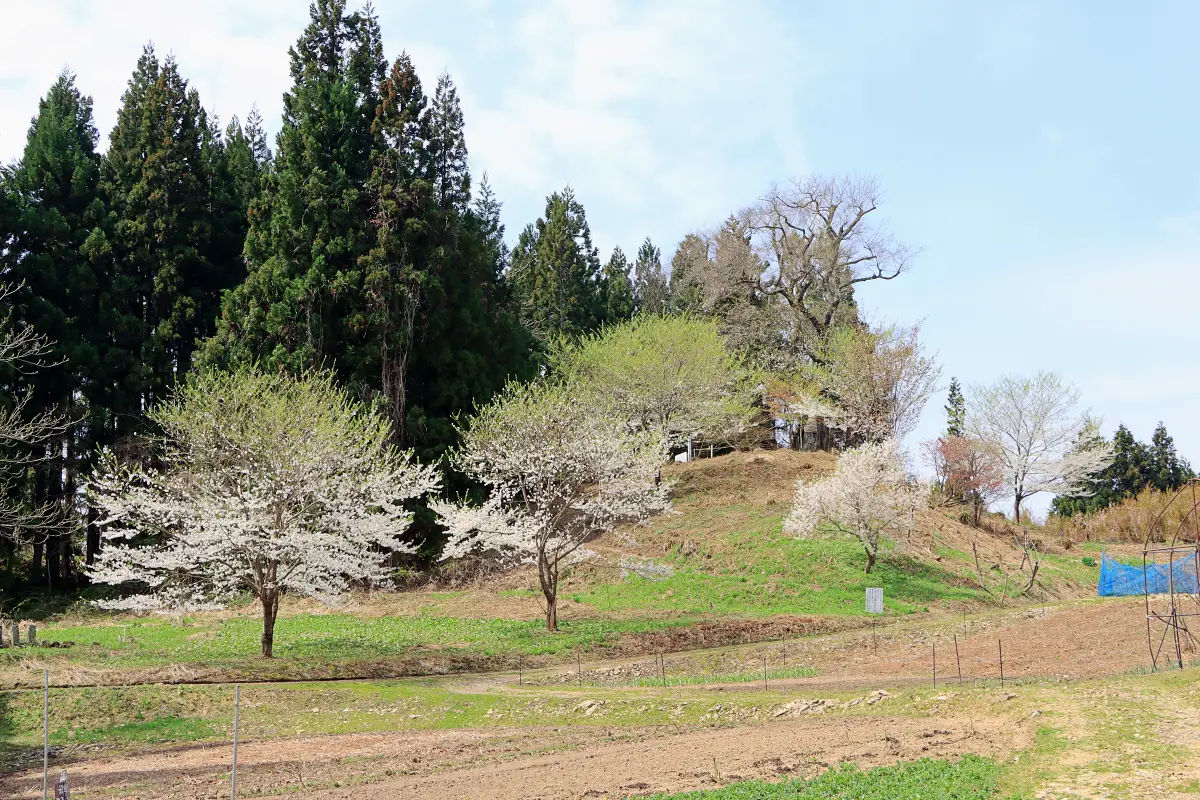 2024年4月21日 龍神桜