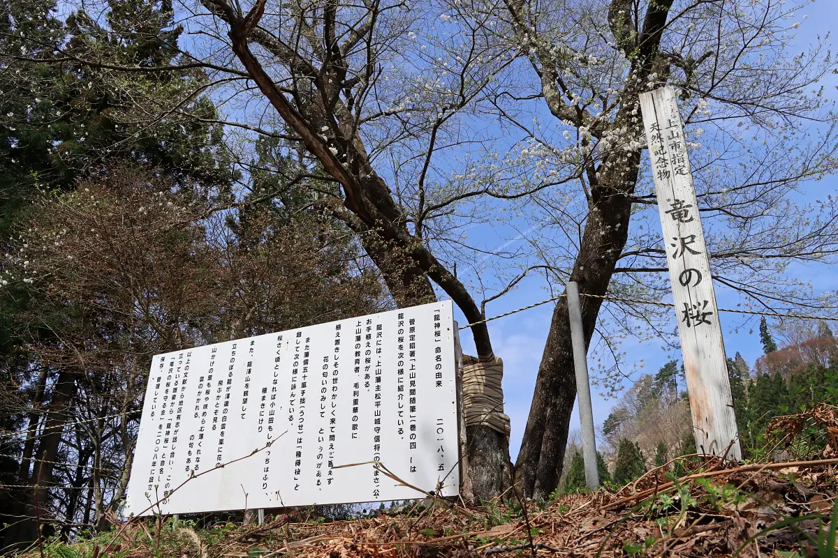 2024年4月21日 龍神桜