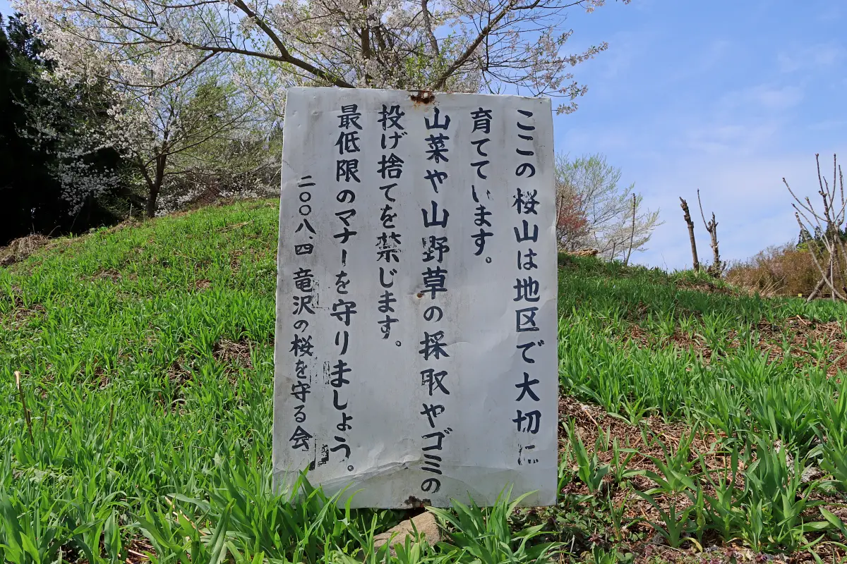 2024年4月21日 龍神桜