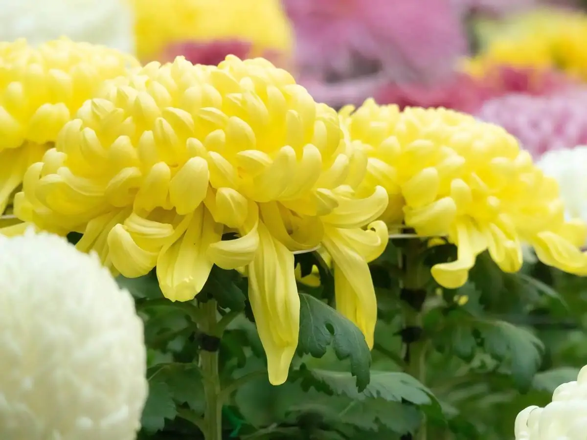 市の花「菊」