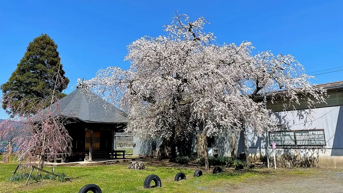 阿弥陀堂｜全国でも珍しい土管がある公園 桜の時期もおすすめ