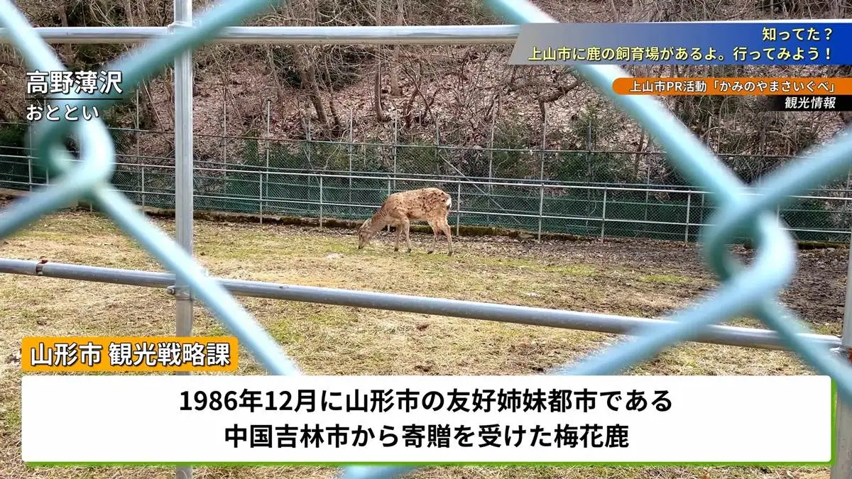 梅花鹿が飼育されている様子 = 2023年3月12日 梅花鹿飼育場