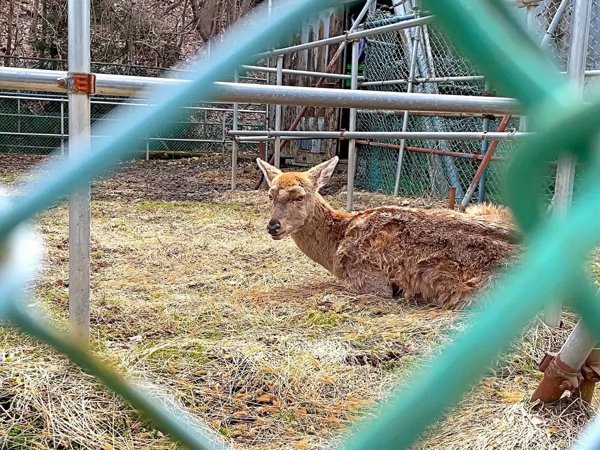 こちらを用心深く見る梅花鹿 = 2023年3月12日 梅花鹿飼育場