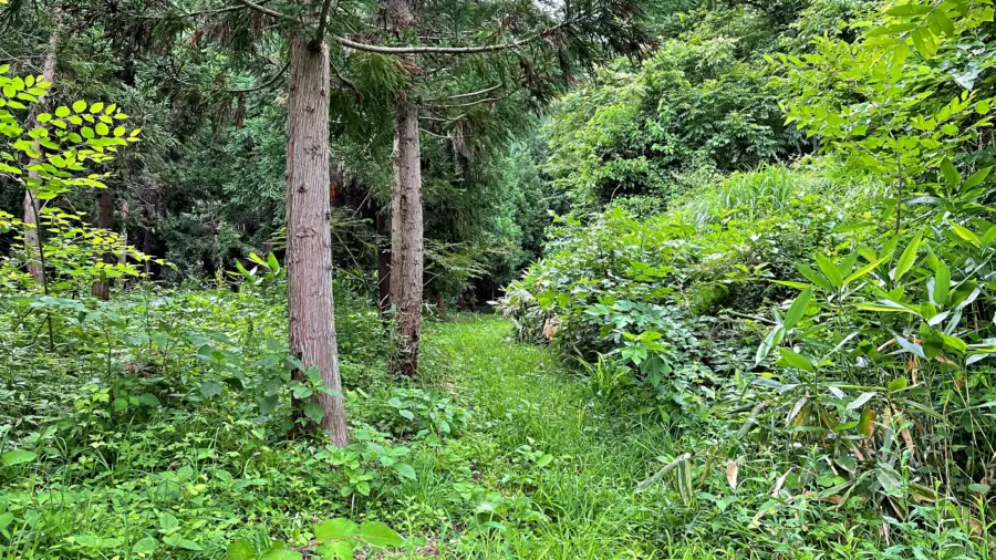 堀切に通じる林道、途中には砂防ダムもある = 2022年7月6日 泥部