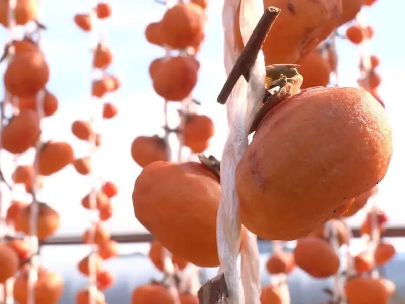 【柿のカーテン!?】冬の始まりを告げる「紅柿のれん」はじめました