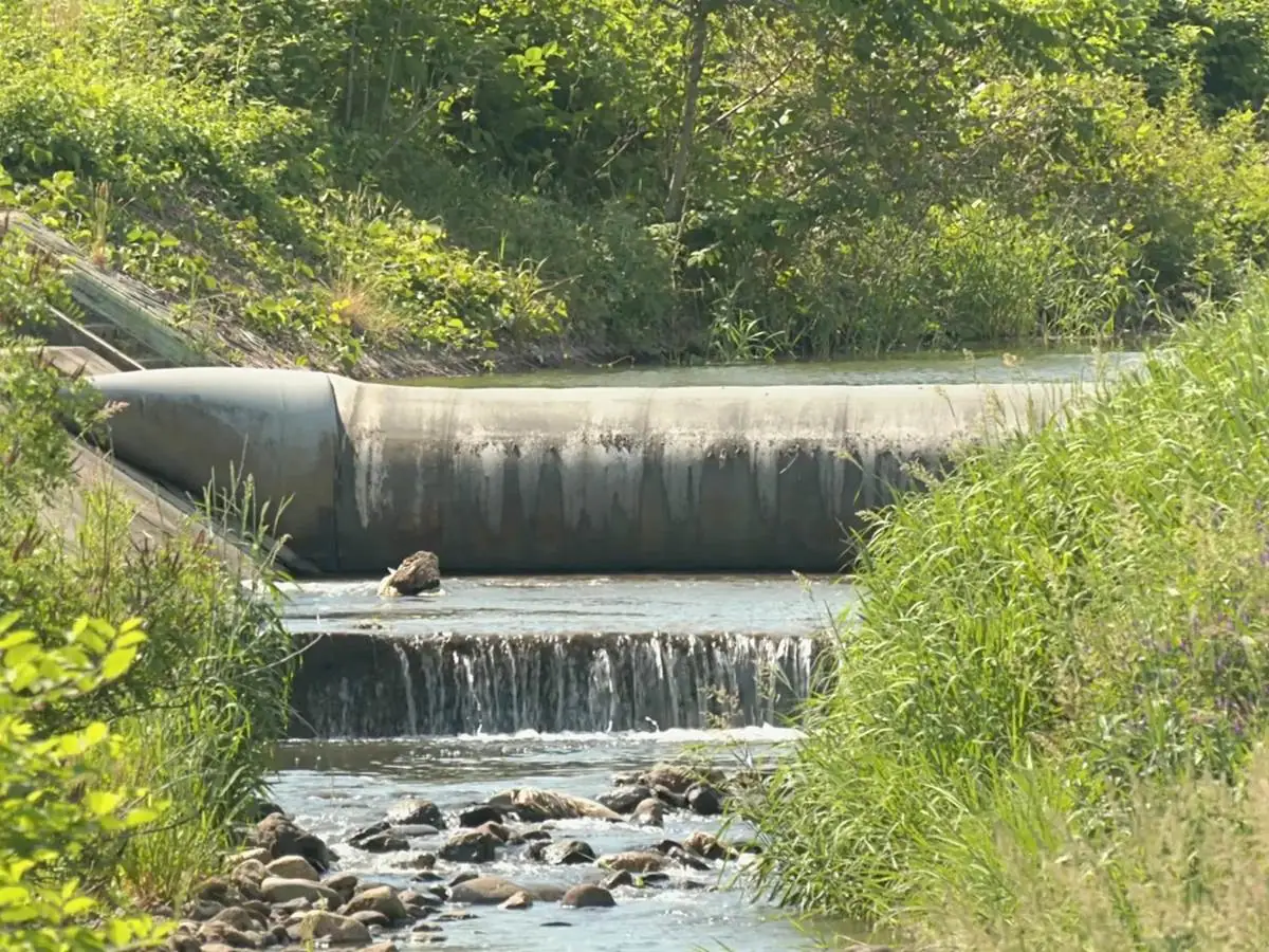 ダム稼働時の様子。川をせき止め、田んぼへ繋がる用水路へ水を引いている。