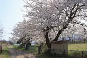 ボール遊びなどにおすすめ「金谷ふれあい広場」小学校跡地に作られた公園