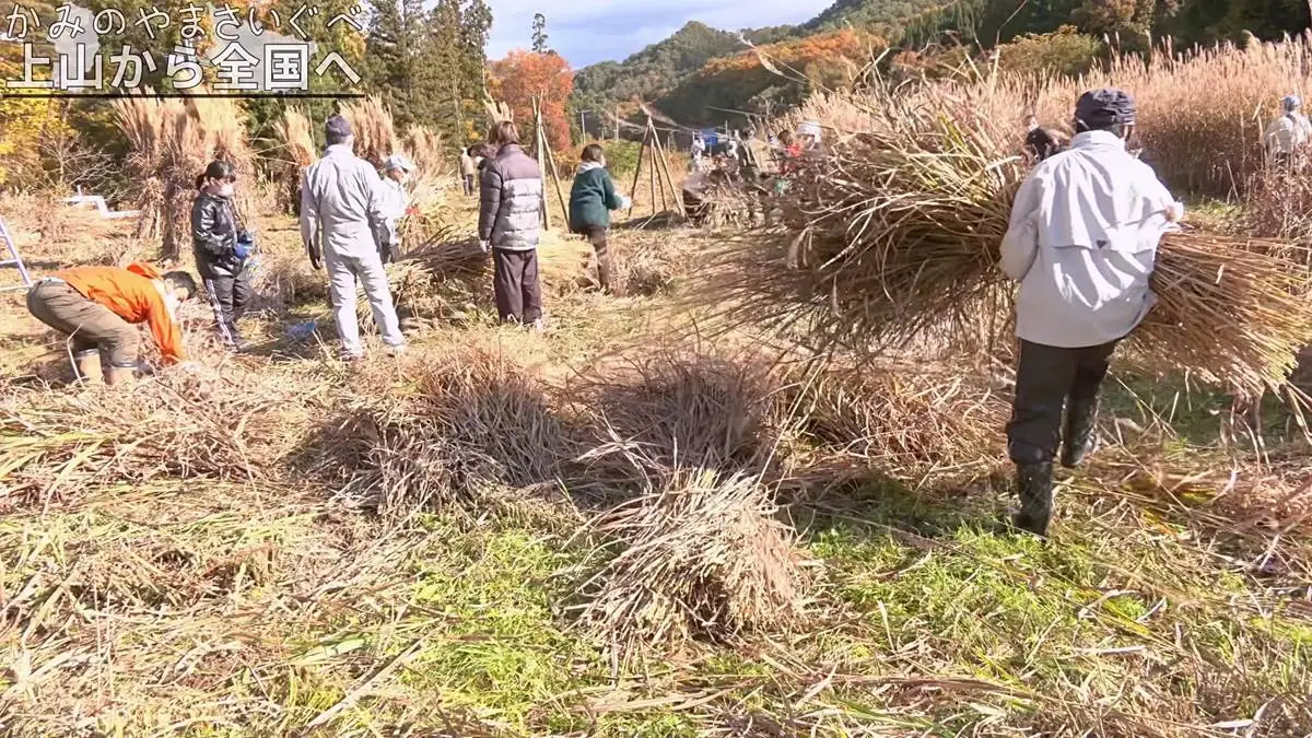 刈られた茅を運ぶ人や束ね作業をする人 = 2022年11月6日 楢下