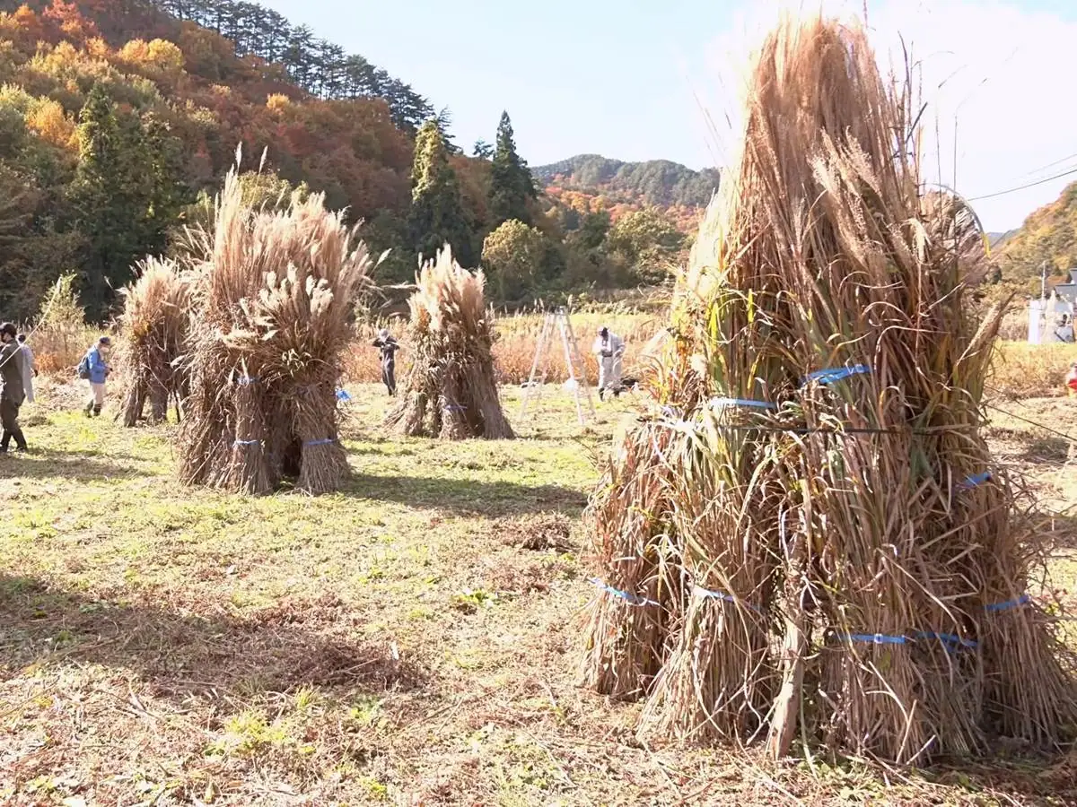 刈った茅を乾燥している様子 = 2022年11月6日 楢下